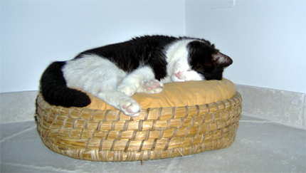 paco